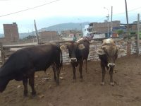 CAMPO DEPORTIVO LUCUMOS CENTER: Luma35 Jose Gálvez, Lurin, Lurín, Lima, Perú - canchas-perú